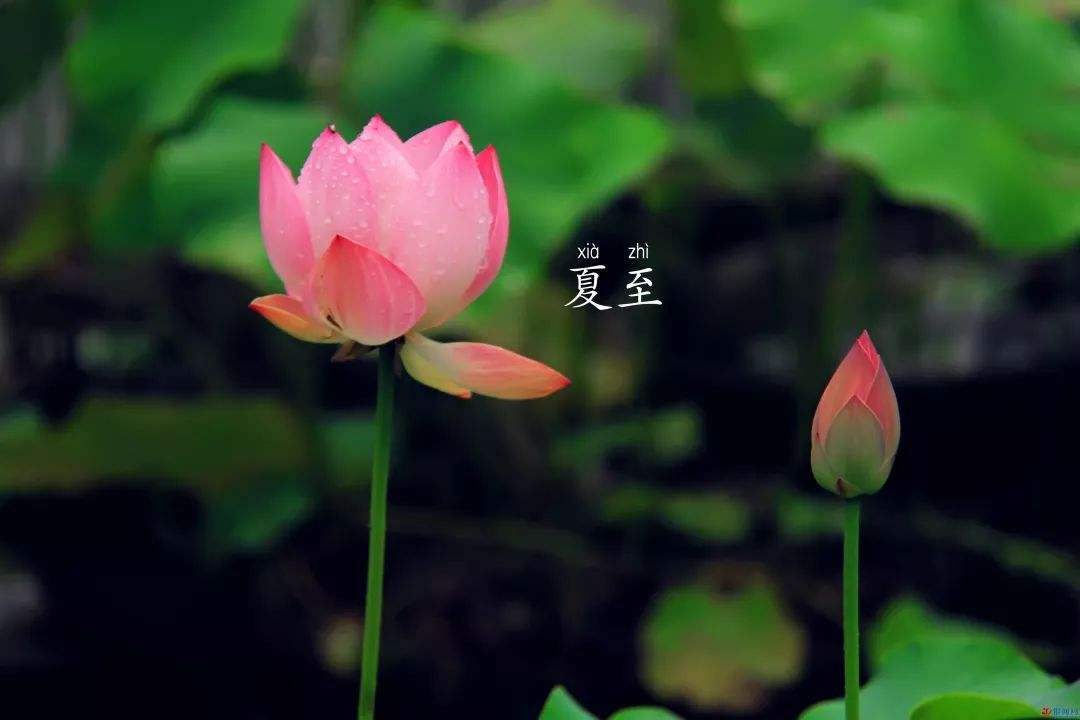 2020夏至節(jié)氣經(jīng)典祝福語_夏至節(jié)氣養(yǎng)生句子精選100句