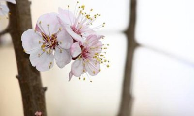 關(guān)于春分最新文藝唯美說說朋友圈文案大全_春分說說精選80句