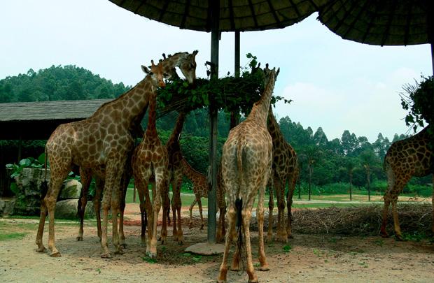 游野生動(dòng)物園.jpg