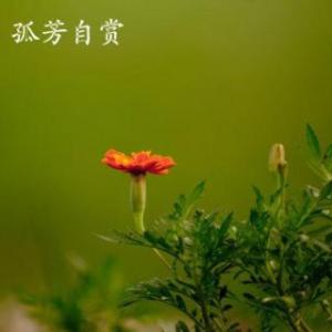 孤芳自賞.jpg