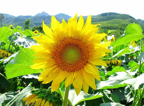 太陽花.jpg