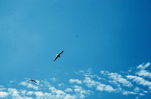 天高任鳥飛.jpg