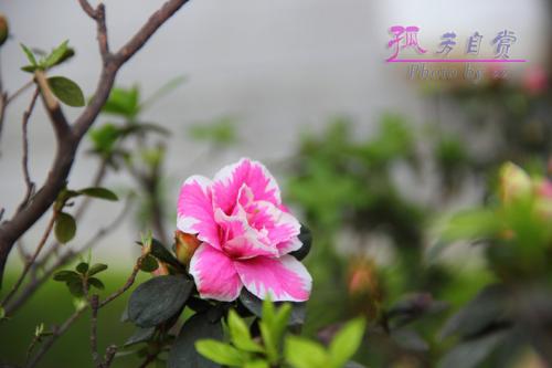 孤芳自賞的花.jpg