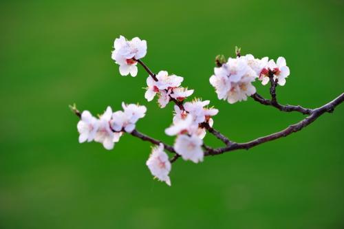 又見桃花開.jpg