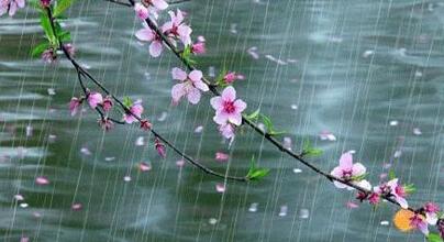 春雨.jpg