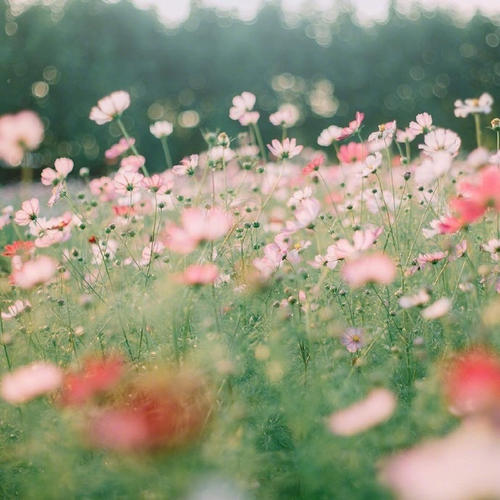 花都開(kāi)好了.jpg