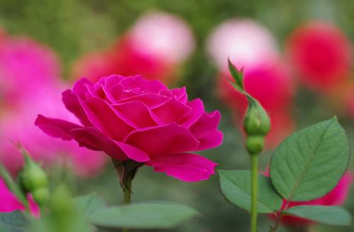 花開.jpg